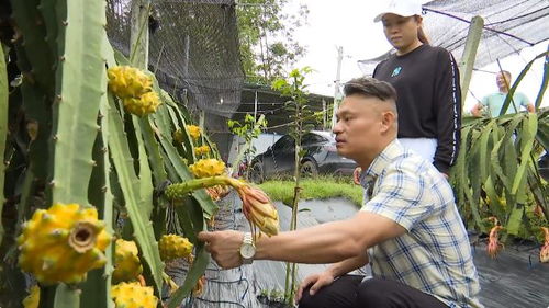 海南燕窝果种植基地分布及更佳观赏与购买地点指南