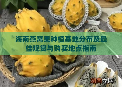 海南燕窝果种植基地分布及更佳观赏与购买地点指南