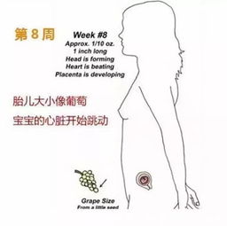 孕期如何安排燕窝摄入时间：全面解析怀孕各阶段食用燕窝的更佳时机