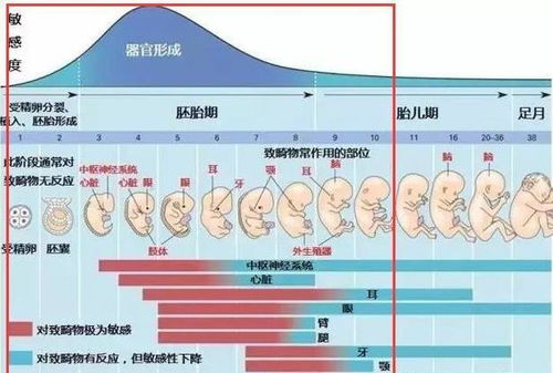 孕期如何安排燕窝摄入时间：全面解析怀孕各阶段食用燕窝的更佳时机