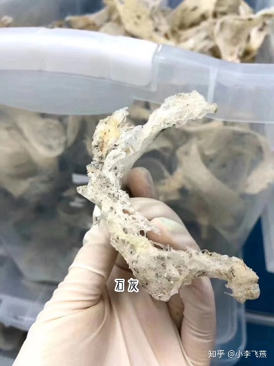 燕窝是什么样子的我看一下：燕窝到底长什么样