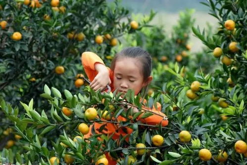 燕窝果成熟季节：揭开挂果期的外观特征与采摘细节