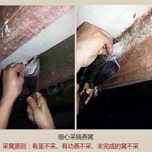 燕窝碎和盏有什么区别的功效与作用及禁忌一览