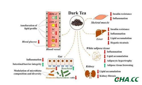 探究鲜食燕窝的营养成分及其健康益处与功效