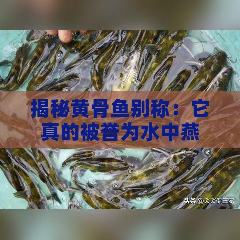 揭秘黄骨鱼别称：它真的被誉为水中燕窝吗？