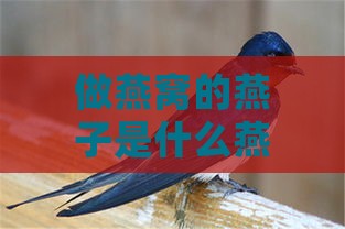 做燕窝的燕子是什么燕子：品种、特征及学名解析