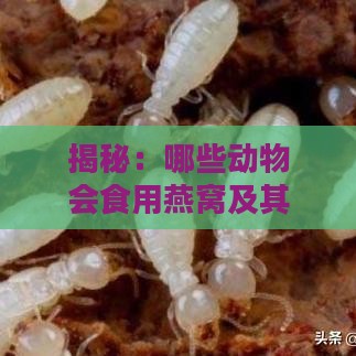 揭秘：哪些动物会食用燕窝及其独特行为解析