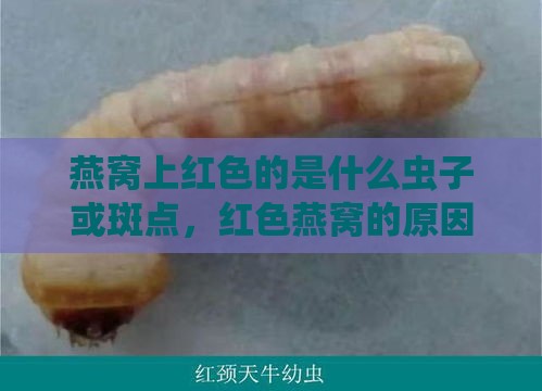 燕窝上红色的是什么虫子或斑点，红色燕窝的原因及情况解析