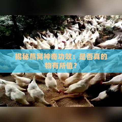 揭秘燕窝神奇功效：是否真的物有所值？