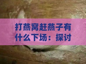 打燕窝赶燕子有什么下场：探讨破坏生态环境的后果嘛