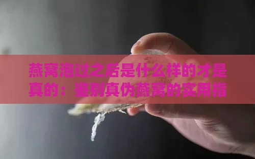 燕窝泡过之后是什么样的才是真的：鉴别真伪燕窝的实用指南与技巧