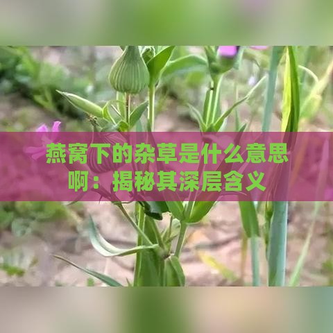 燕窝下的杂草是什么意思啊：揭秘其深层含义