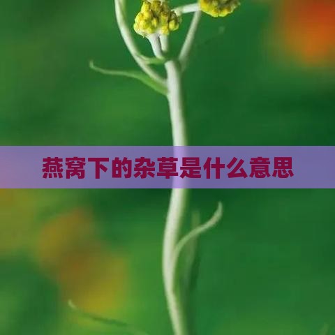 燕窝下的杂草是什么意思