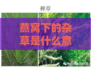 燕窝下的杂草是什么意思