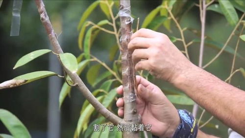 燕窝果什么时间嫁接好活的及嫁接技巧，嫁接苗与枝条苗区别