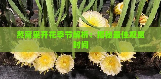 燕窝果开花季节解析：揭秘更佳观赏时间