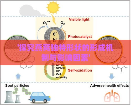 '探究燕窝独特形状的形成机制与影响因素'