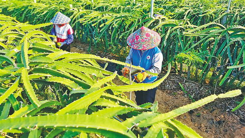 海南燕窝果种植基地一览：探寻更佳种植区域与采摘时节