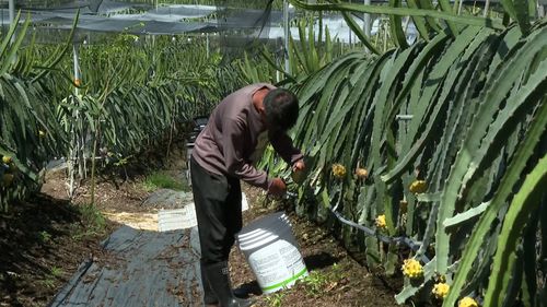 海南燕窝果种植基地一览：探寻更佳种植区域与采摘时节