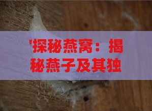 '探秘燕窝：揭秘燕子及其独特外貌特征'