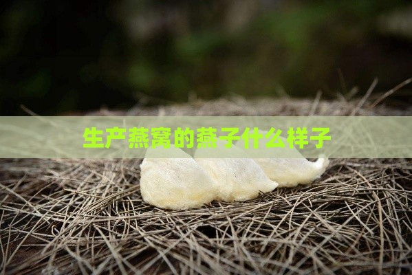 生产燕窝的燕子什么样子