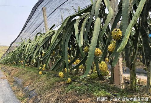 '燕窝果种植优选有机肥料类型及施用方法探究'