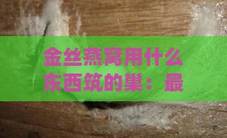 金丝燕窝用什么东西筑的巢：更佳材料与形成过程解析