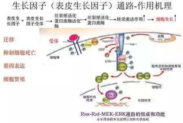 燕窝中的egf是什么：含量、因子解析及gm、pn1意义探究