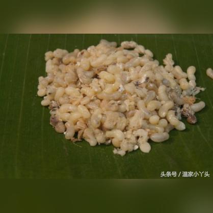 燕窝里有大颗粒的是什么虫子：揭秘燕窝中的神秘成分