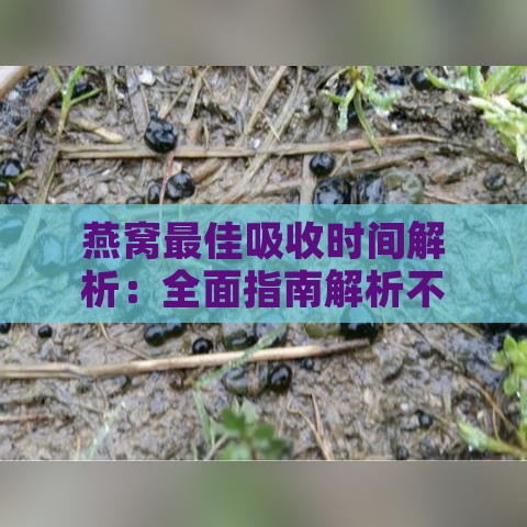 燕窝更佳吸收时间解析：全面指南解析不同人群及时段的燕窝食用策略