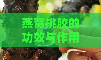 燕窝桃胶的功效与作用及食用方法：营养解析与禁忌指南