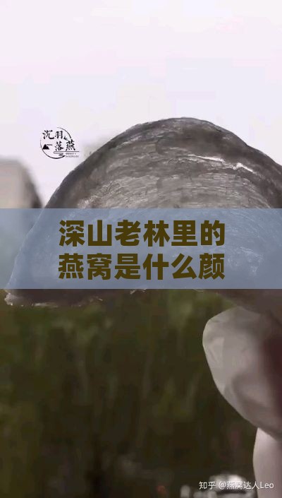 深山老林里的燕窝是什么颜色的，真正的燕窝究竟是什么颜色？