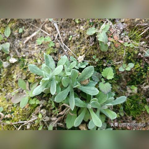 揭秘深山秘境：探寻老林深处珍稀燕窝的真容