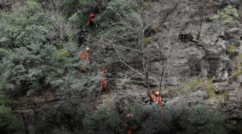 深山老林里面有什么危险、动物、东西、怪物及植物