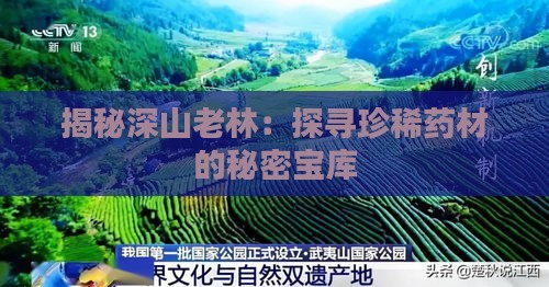 揭秘深山老林：探寻珍稀药材的秘密宝库