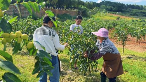 燕窝采摘的禁采期及全年采摘时间详解