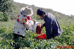 '燕窝更佳采摘季节与时机揭秘'