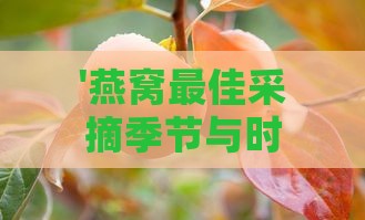 '燕窝更佳采摘季节与时机揭秘'