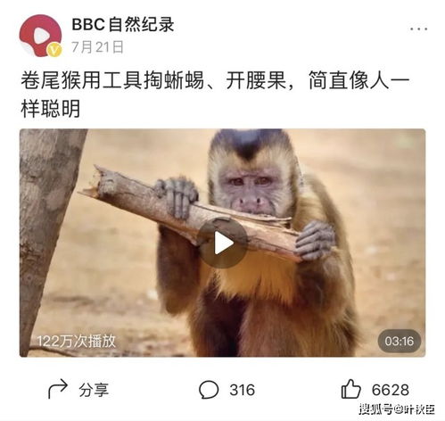 揭秘后燕窝时代：为何会出现猴子般的惊喜现象