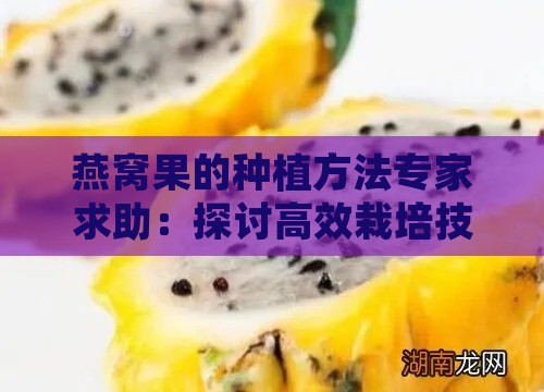 燕窝果的种植方法专家求助：探讨高效栽培技巧与病虫害防治策略