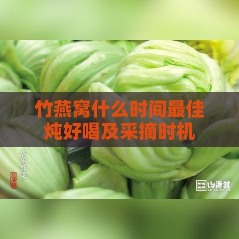 竹燕窝什么时间更佳炖好喝及采摘时机