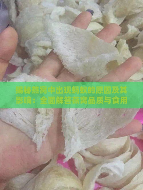 揭秘燕窝中出现蚂蚁的原因及其影响：全面解答燕窝品质与食用安全疑问