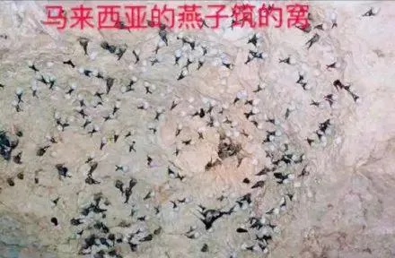 燕窝里的蚂蚁是什么意思