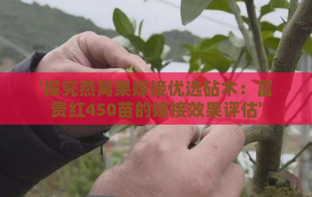 '探究燕窝果嫁接优选砧木：富贵红450苗的嫁接效果评估'