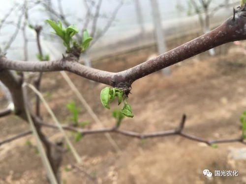 燕窝果嫁接苗的日常管理与枝条苗区别及技术要点