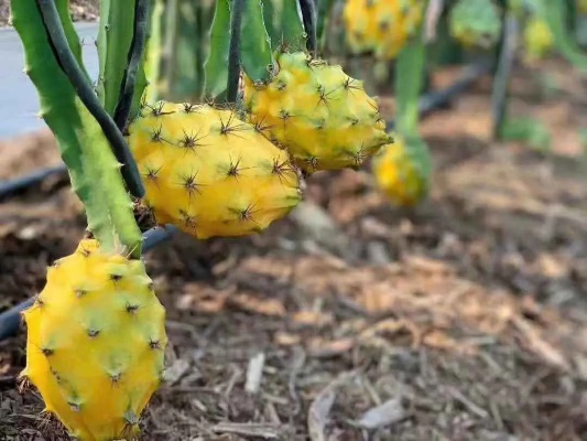 探究燕窝果嫁接苗与直生苗的优劣对比及适宜种植选择