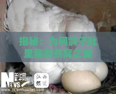 揭秘：为何鸽子肚里藏着燕窝之谜