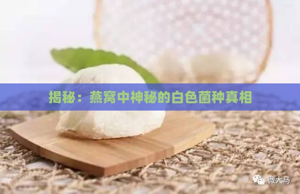 揭秘：燕窝中神秘的白色菌种真相