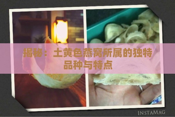 揭秘：土黄色燕窝所属的独特品种与特点