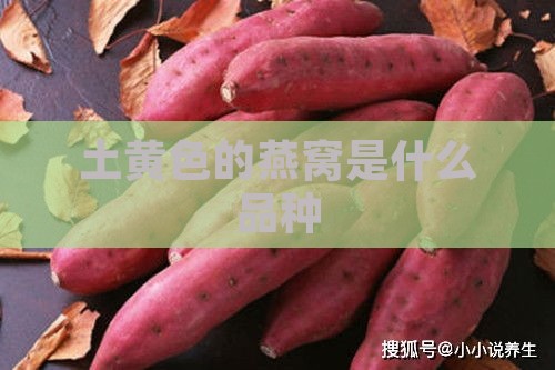 土黄色的燕窝是什么品种